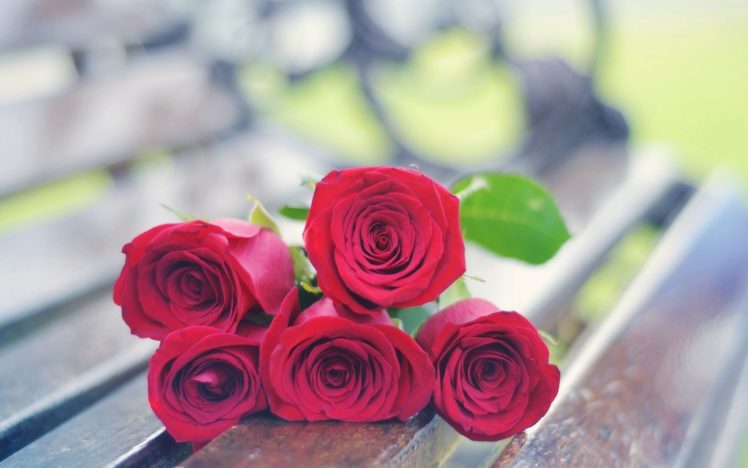 rose, Flowers, Flower, Rose, Red, Bokeh, Valentine HD Wallpaper Desktop Background