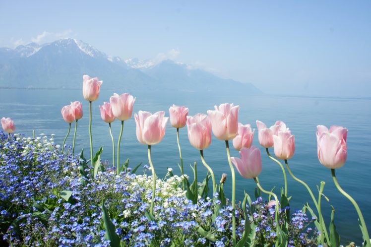 spring, Flowers, Tender, Mountains, Water HD Wallpaper Desktop Background