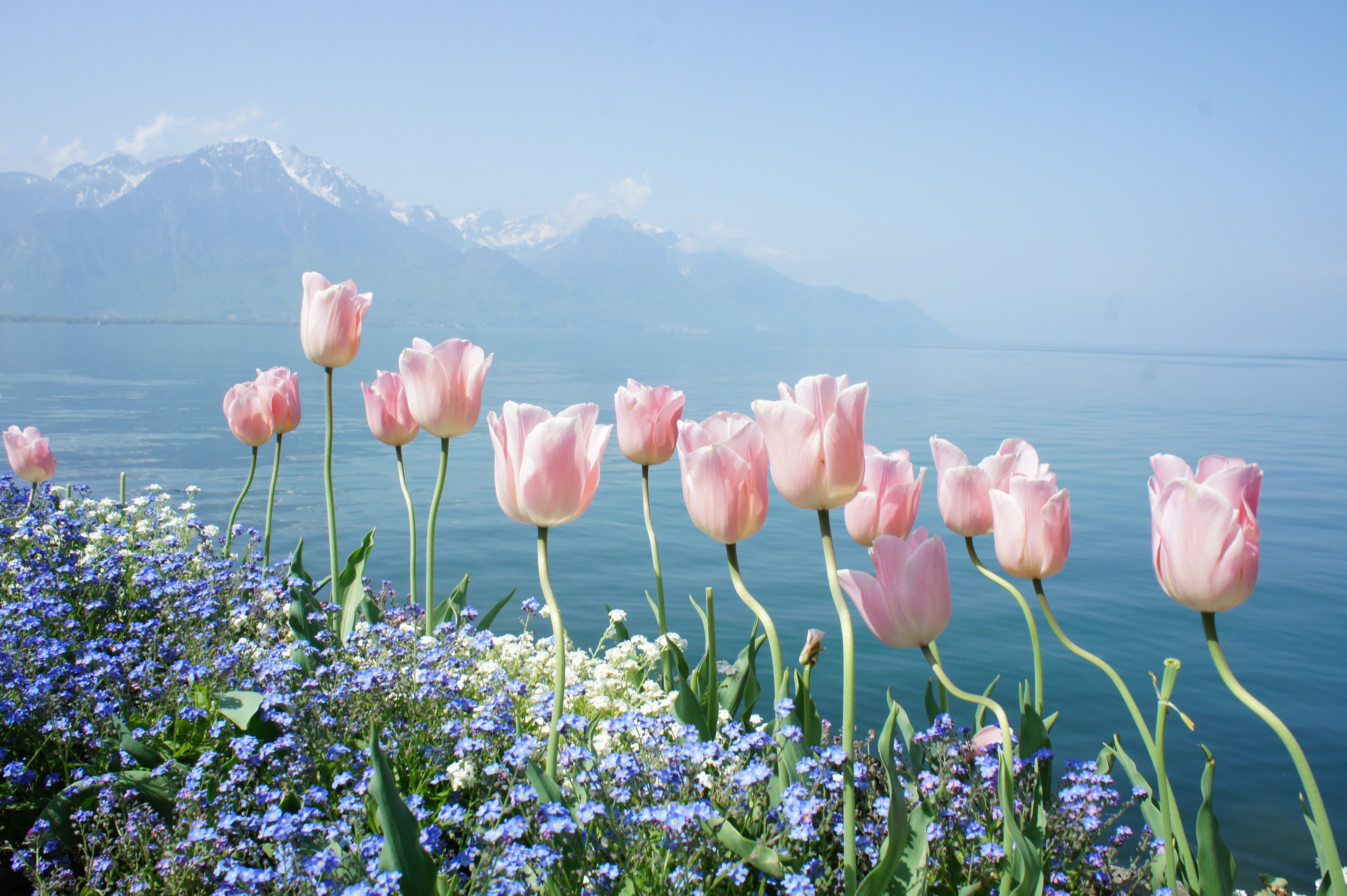 spring, Flowers, Tender, Mountains, Water Wallpaper