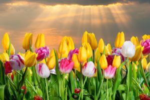tulips, Many, Flowers