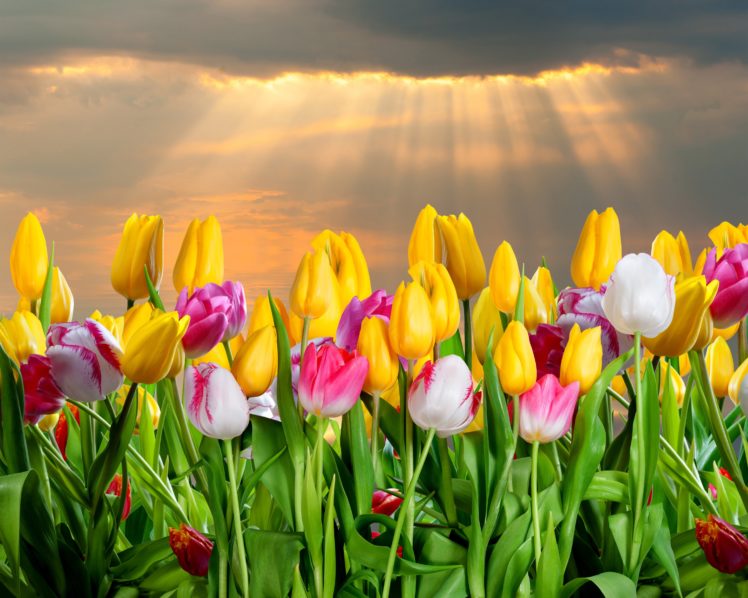 tulips, Many, Flowers HD Wallpaper Desktop Background
