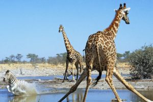 animals, Hole, Zebras, Namibia, Action, National, Park, Giraffes
