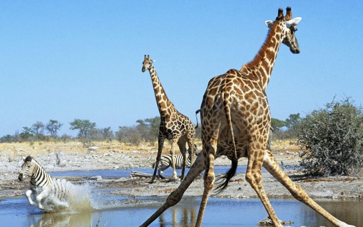 animals, Hole, Zebras, Namibia, Action, National, Park, Giraffes HD Wallpaper Desktop Background