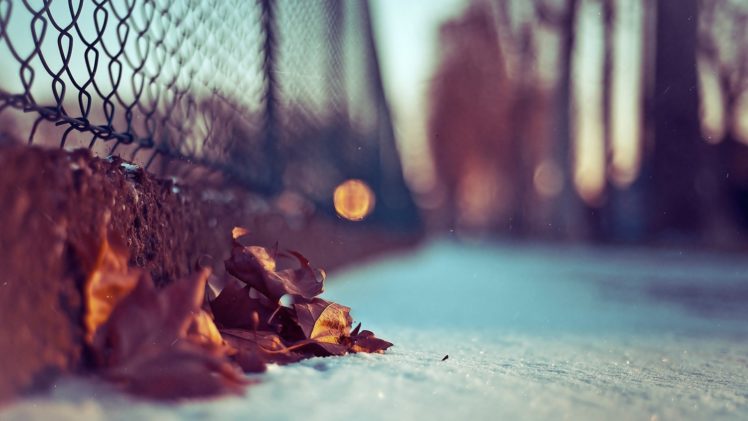nature, Snow, Autumn, Leaves HD Wallpaper Desktop Background