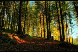 landscapes, Trees, Forest, Path, Autumn, Fall, Sunlight