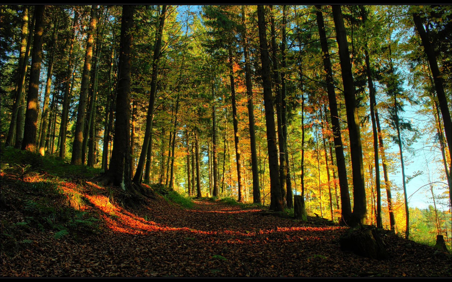 landscapes, Trees, Forest, Path, Autumn, Fall, Sunlight Wallpaper