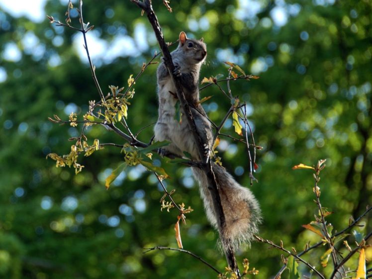 trees, Animals, Outdoors, Squirrels HD Wallpaper Desktop Background