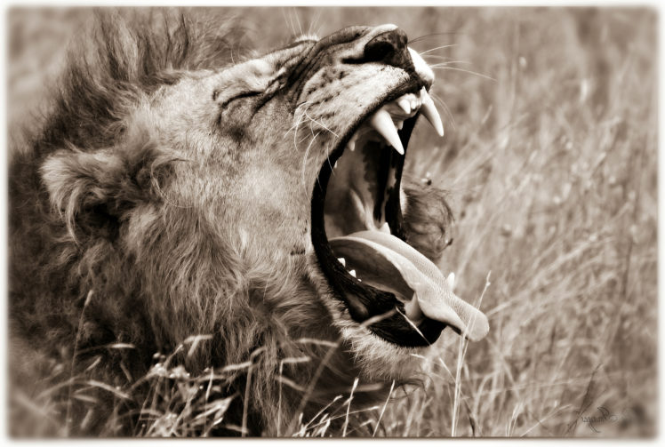 big, Cats, Lions, Head, Teeth, Roar HD Wallpaper Desktop Background
