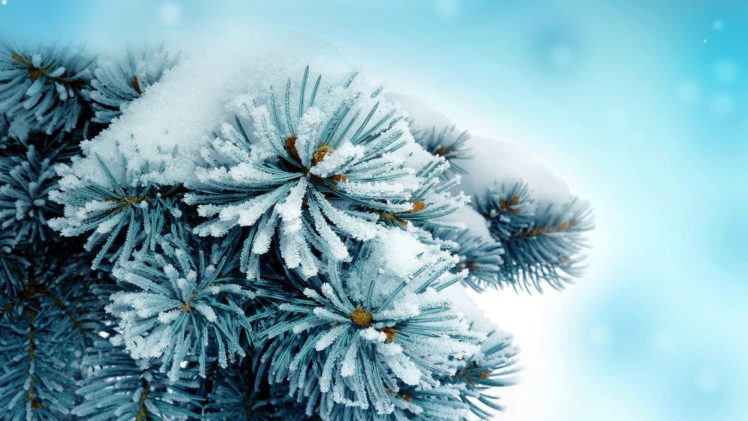 blue, Snow, Frozen, Plants, Macro HD Wallpaper Desktop Background