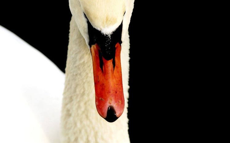 nature, Birds, Swans HD Wallpaper Desktop Background