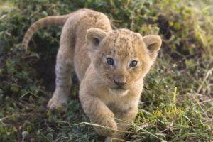 animals, Mara, African, Lions, Kenya, Baby, Animals