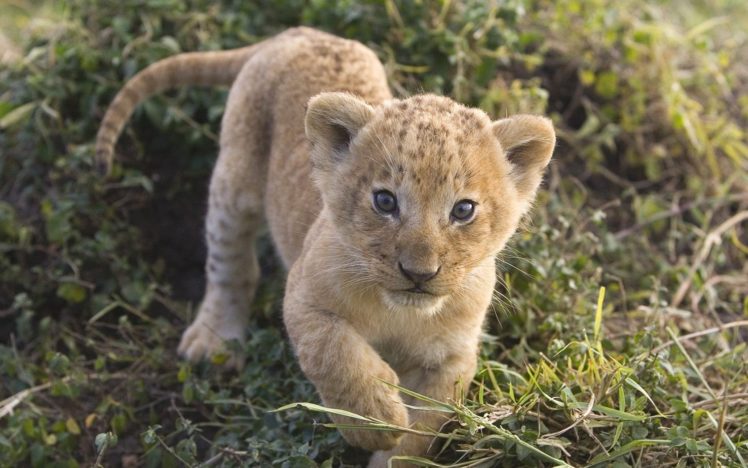 animals, Mara, African, Lions, Kenya, Baby, Animals HD Wallpaper Desktop Background