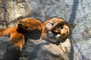 animals, Sleeping, Lions, Paw