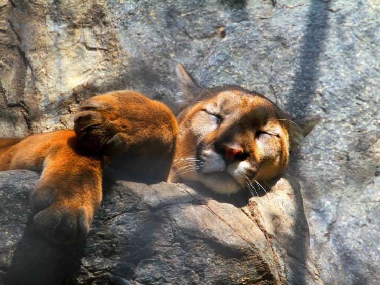 animals, Sleeping, Lions, Paw HD Wallpaper Desktop Background