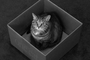 cats, Animals, Black, Cat, Monochrome, Boxes