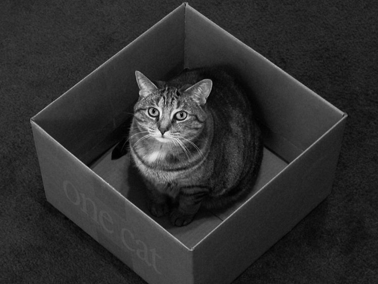 cats, Animals, Black, Cat, Monochrome, Boxes HD Wallpaper Desktop Background