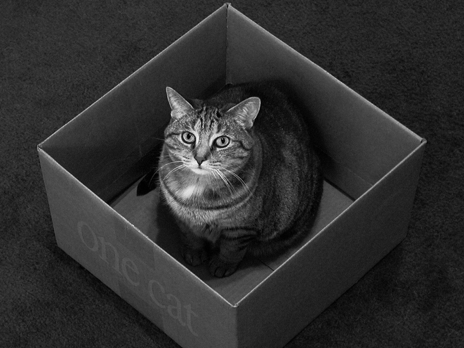 cats, Animals, Black, Cat, Monochrome, Boxes Wallpaper