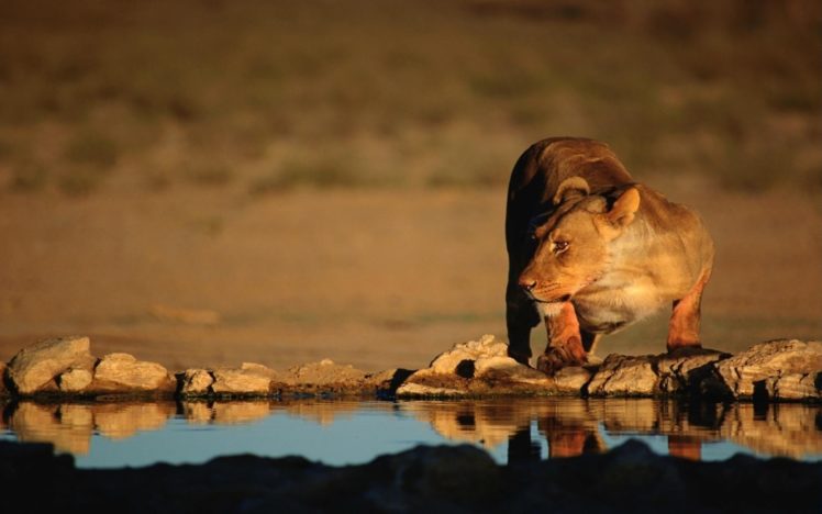 nature, Animals, Wildlife, Lions HD Wallpaper Desktop Background
