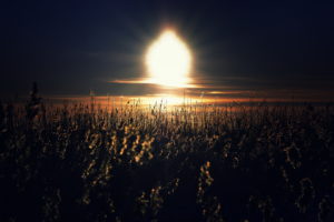 landscapes, Field, Grass, Wheat, Sunset, Sunrise, Sky