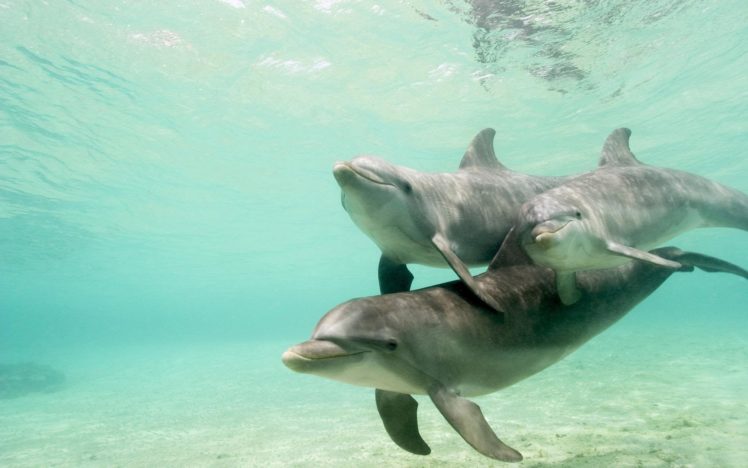 dolphins HD Wallpaper Desktop Background