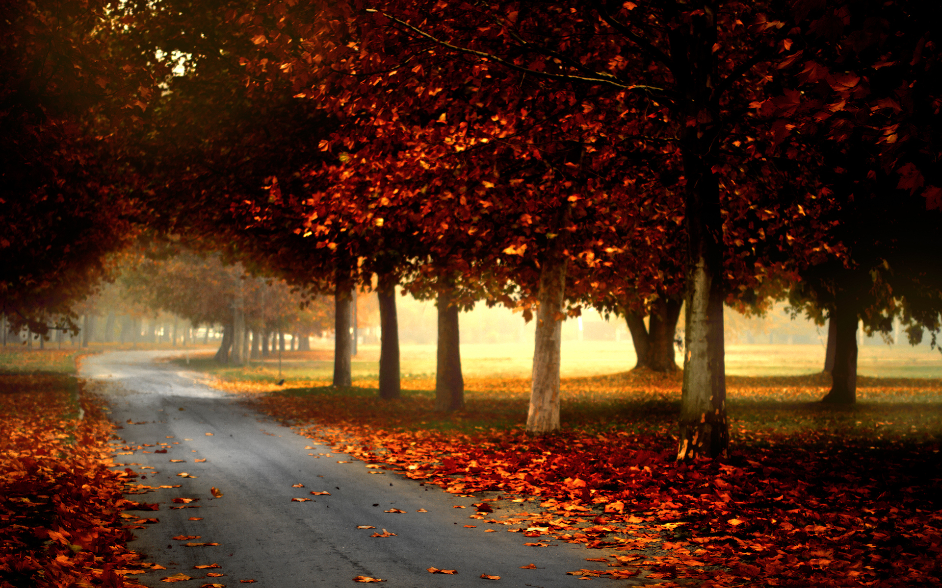 nature, Landscapes, Leaves, Autumn, Fall Wallpaper