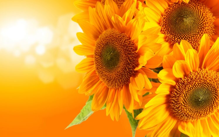 bokeh, Sunflowers, Vector, Art HD Wallpaper Desktop Background
