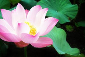 nature, Flowers, Lily, Pads, Pink, Flowers, Water, Lilies