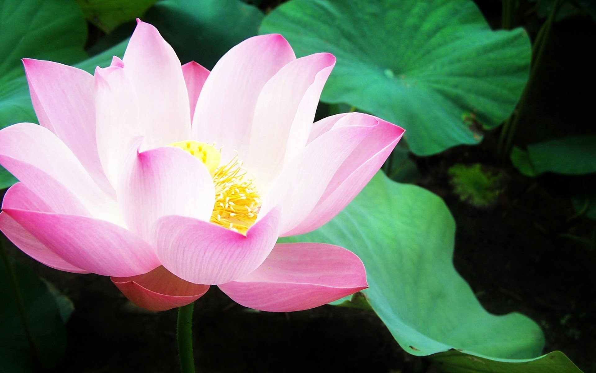nature, Flowers, Lily, Pads, Pink, Flowers, Water, Lilies Wallpaper