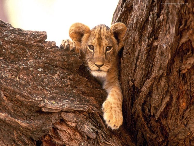animals, Feline, Lions, Baby, Animals HD Wallpaper Desktop Background