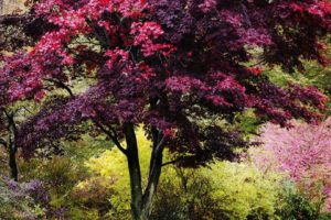 nature, Trees, Autumn, Vibrant, Colors, New, England
