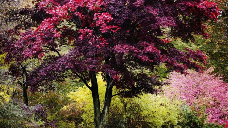 nature, Trees, Autumn, Vibrant, Colors, New, England HD Wallpaper Desktop Background