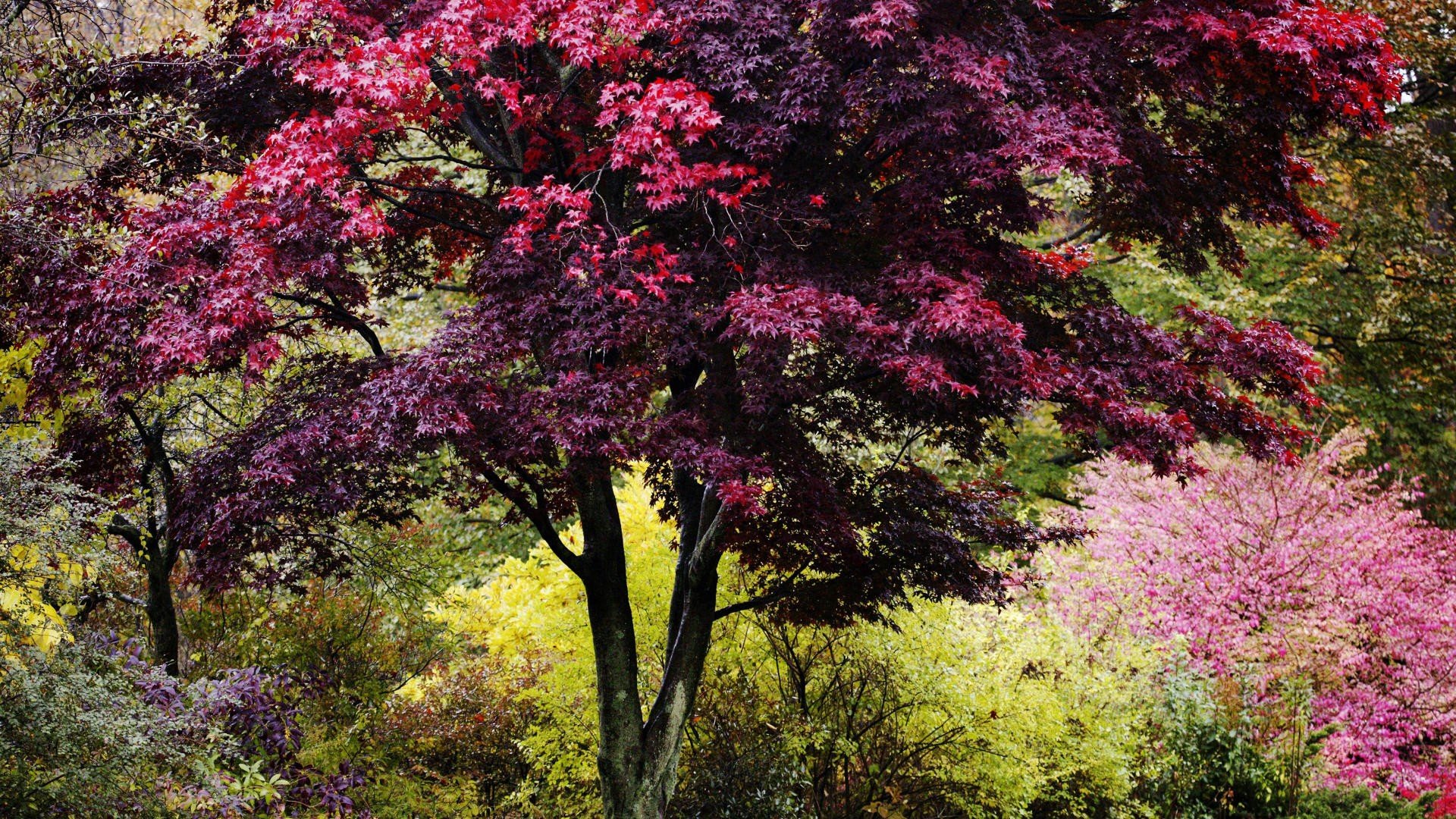 nature, Trees, Autumn, Vibrant, Colors, New, England Wallpaper