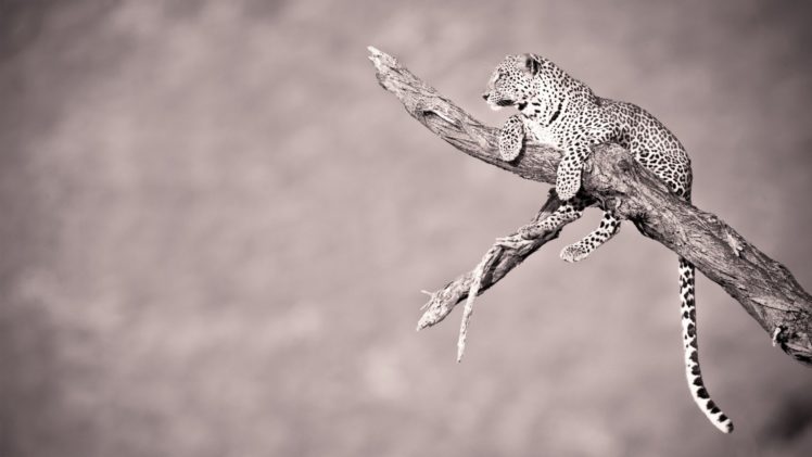 animals, Monochrome, Leopards, Branches HD Wallpaper Desktop Background