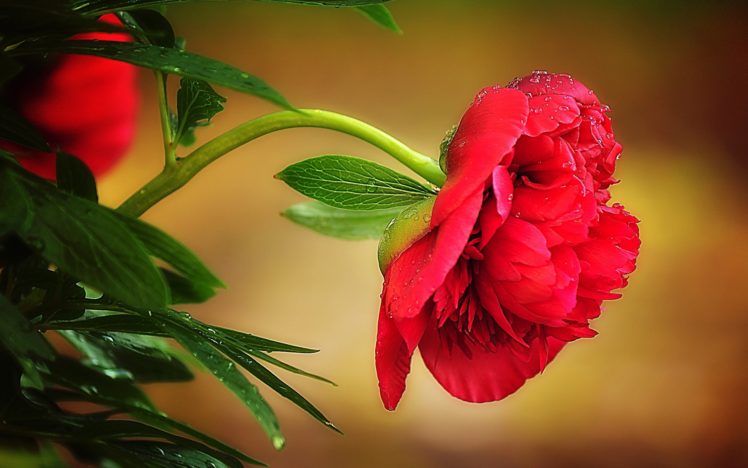 nature, Flowers, Close, Up, Macro, Red, Plants HD Wallpaper Desktop Background