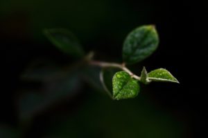 green, Leaves, Spring, Macro, Branches