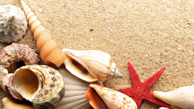 sand, Shells, Starfish, Beaches HD Wallpaper Desktop Background