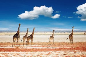 sand, Animals, Giraffes