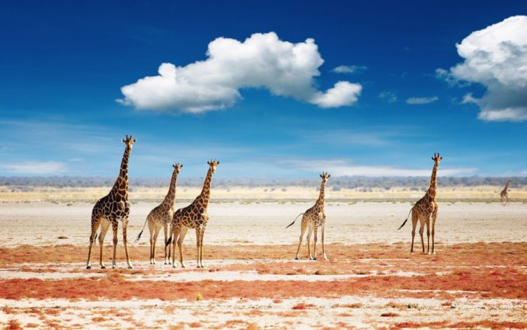 sand, Animals, Giraffes HD Wallpaper Desktop Background