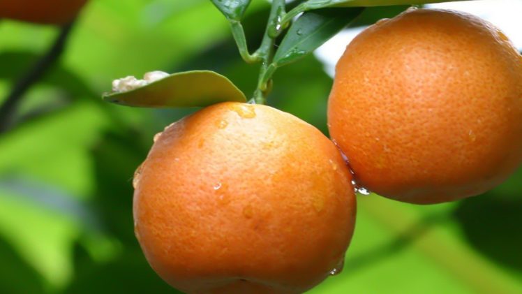 nature, Fruits, Oranges, Water, Drops HD Wallpaper Desktop Background