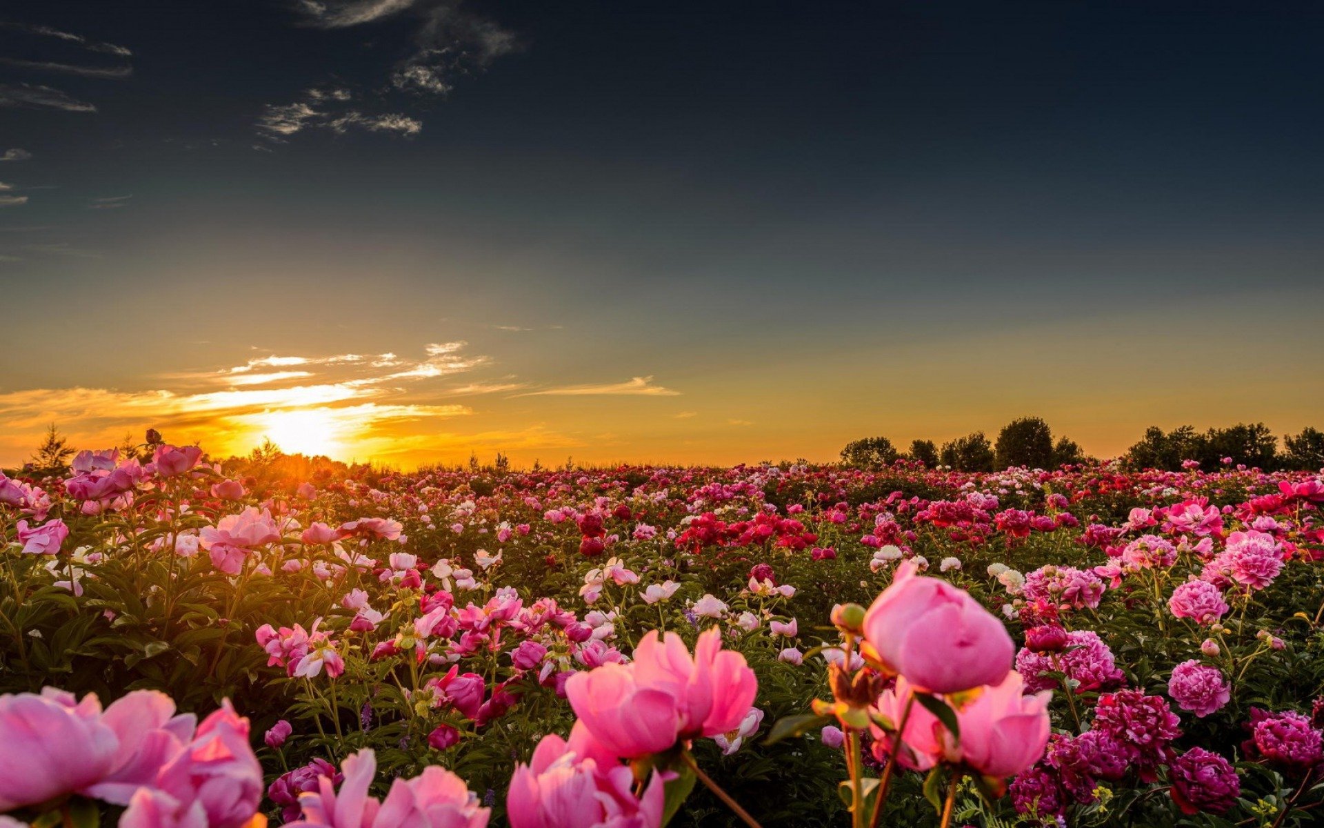 pink peonies in the sunset flower hd wallpaper 1920x1200 10742 Wallpaper