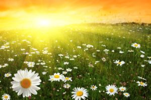nature, Sun, Flowers, Daisy