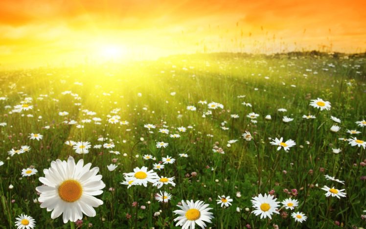 nature, Sun, Flowers, Daisy HD Wallpaper Desktop Background