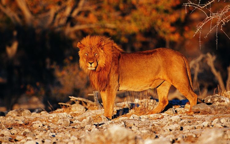 animals, Lions HD Wallpaper Desktop Background