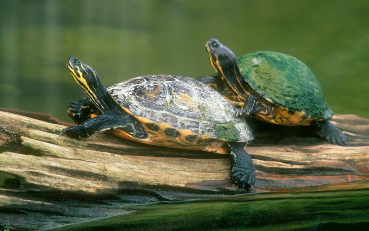 animals, Turtles HD Wallpaper Desktop Background