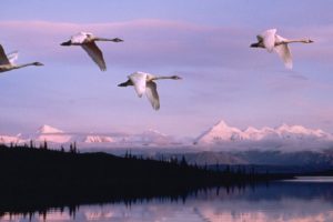 flying, Alaska, Swans, National, Park