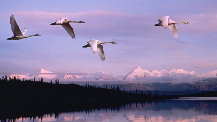 flying, Alaska, Swans, National, Park HD Wallpaper Desktop Background