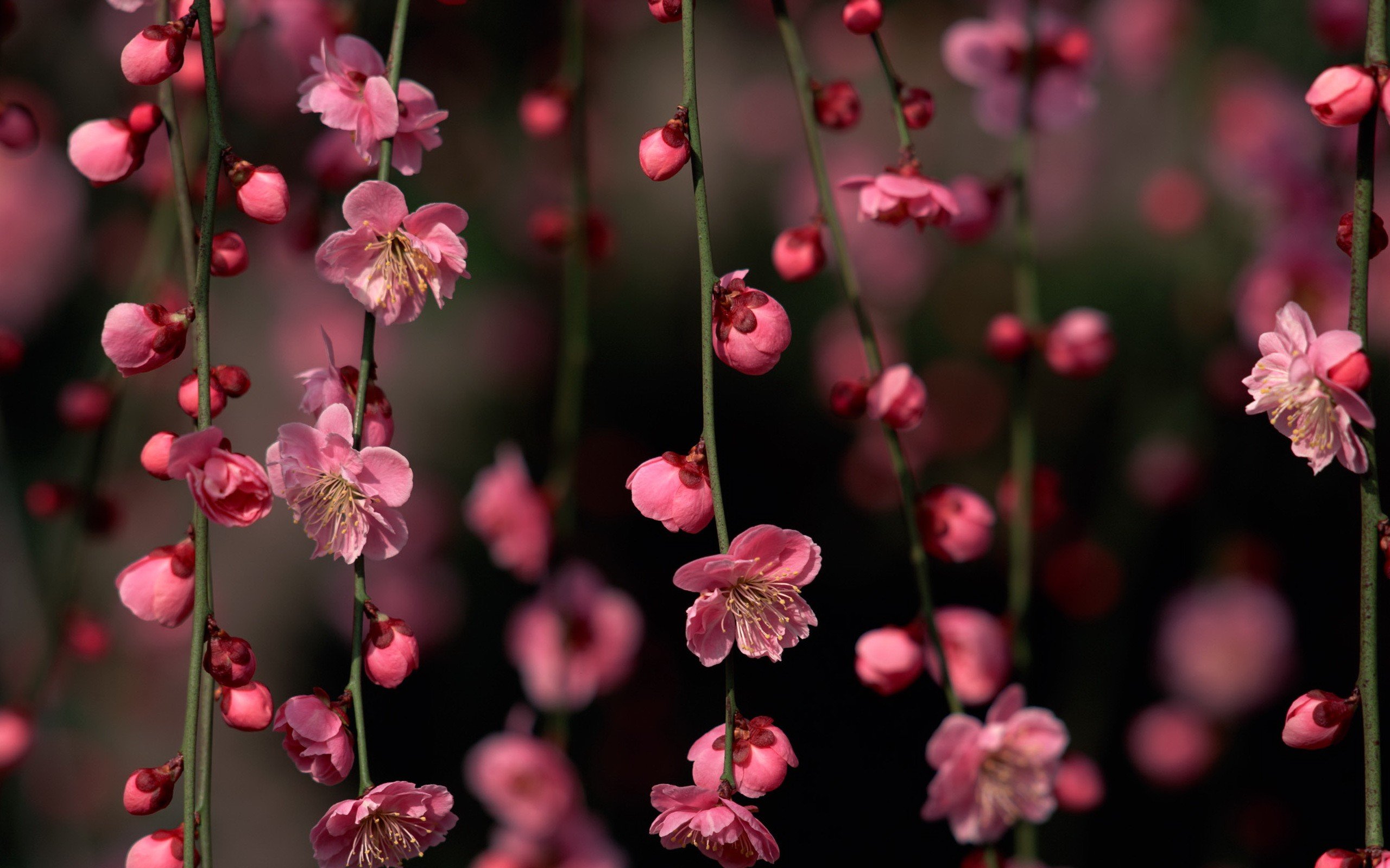 cherry, Blossoms, Flowers, Hanging Wallpaper