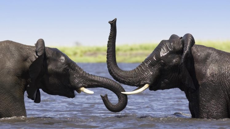animals, Elephants, Africa HD Wallpaper Desktop Background