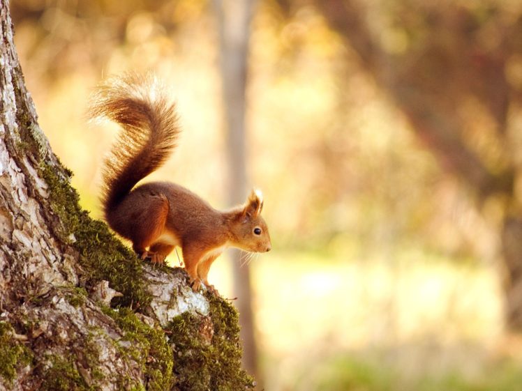 nature, Trees, Squirrels, Focused HD Wallpaper Desktop Background