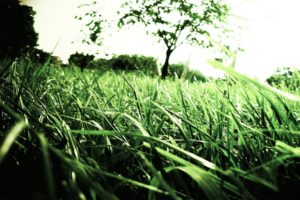 green, Nature, Trees, Grass, Macro, Depth, Of, Field